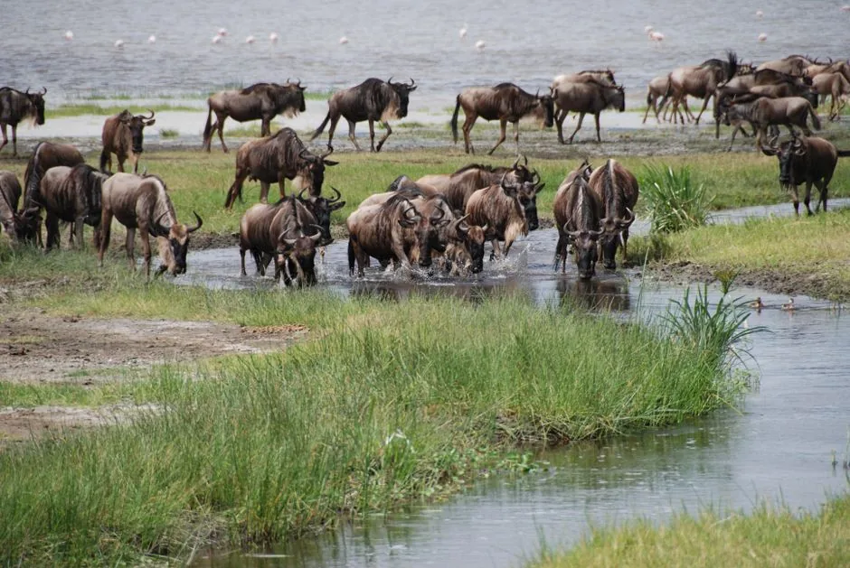 best safari trip destinations
