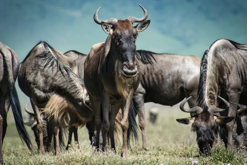 how much does a safari trip cost