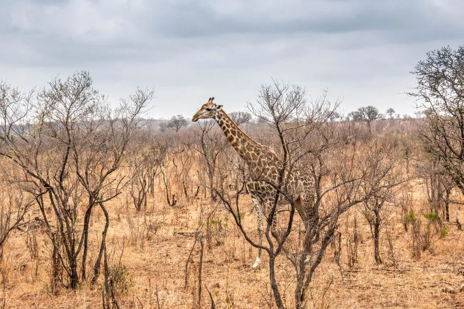 affordable safari trip budget