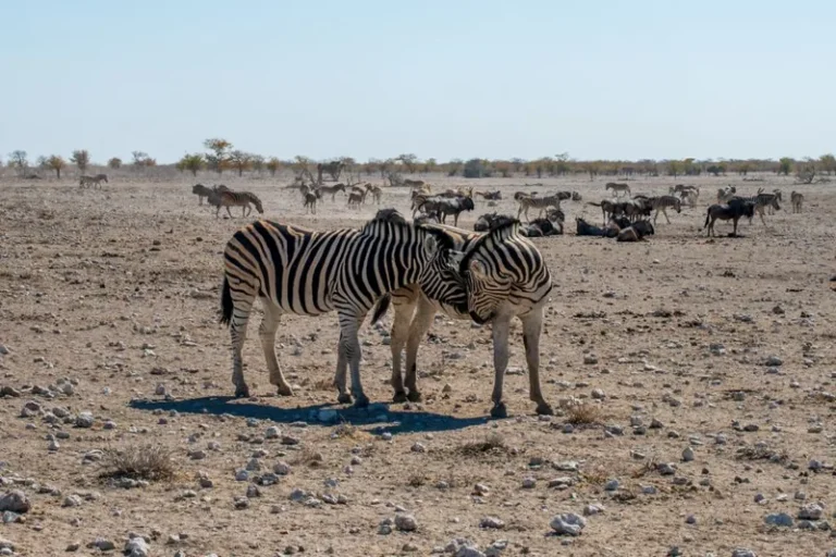 The Best Safari Trip Destinations for Every Budget