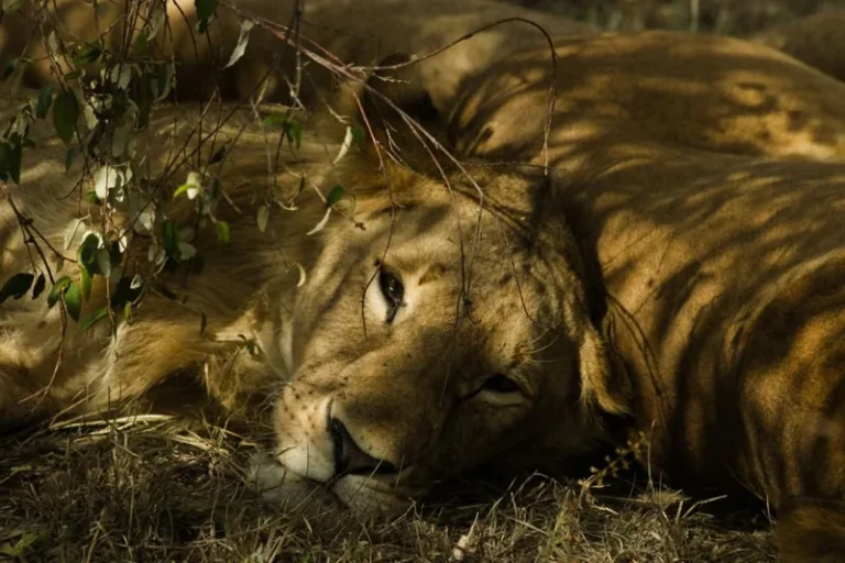 How Much Does a Safari Trip Cost in 2026?