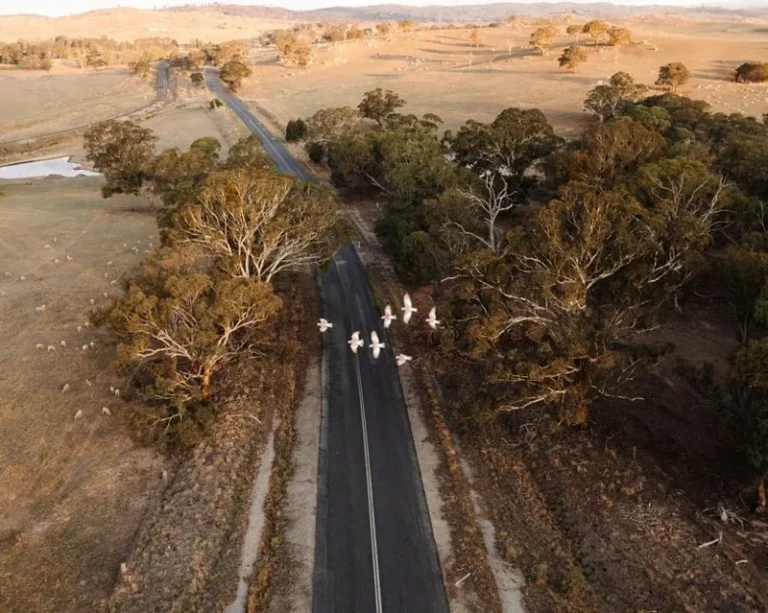 Road Trip vs Flying Cost: Which Is Cheaper in 2026?