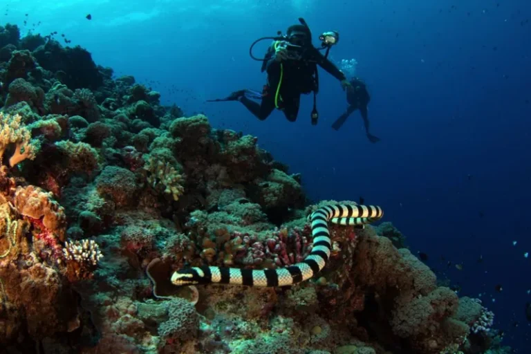 Scuba Diving Trip Cost: A Realistic Breakdown for 2026